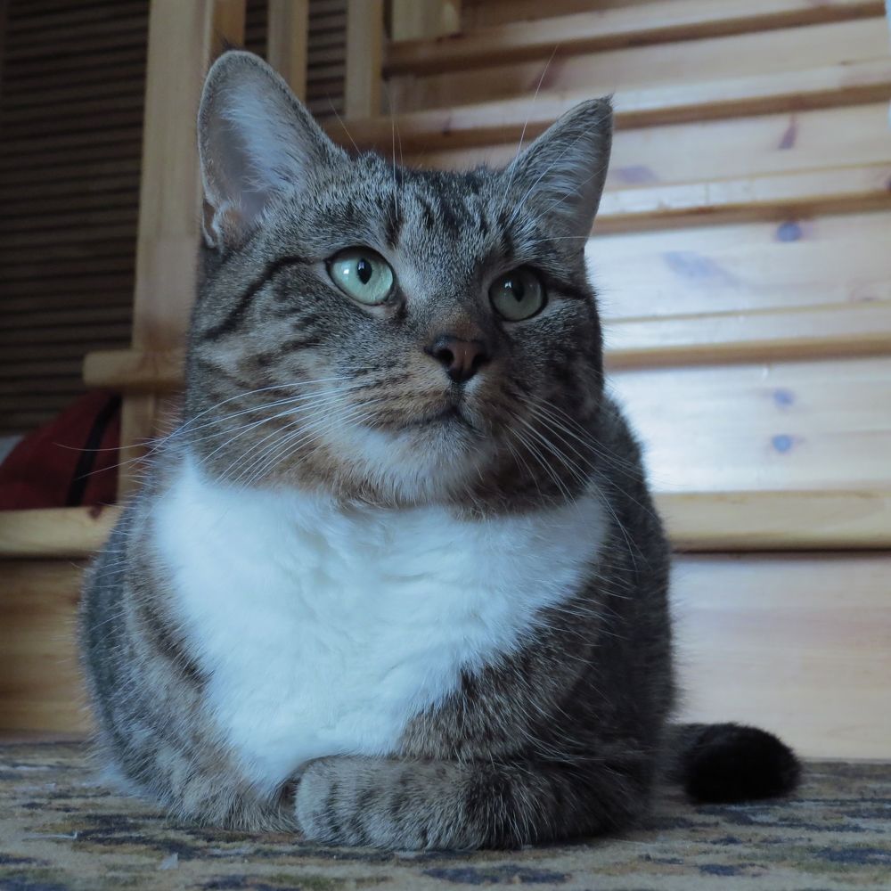 Василиса премудрая думу думает