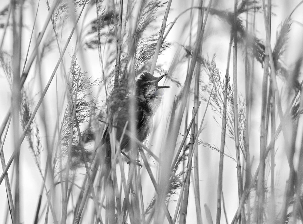 Photograph by Ionika Mink