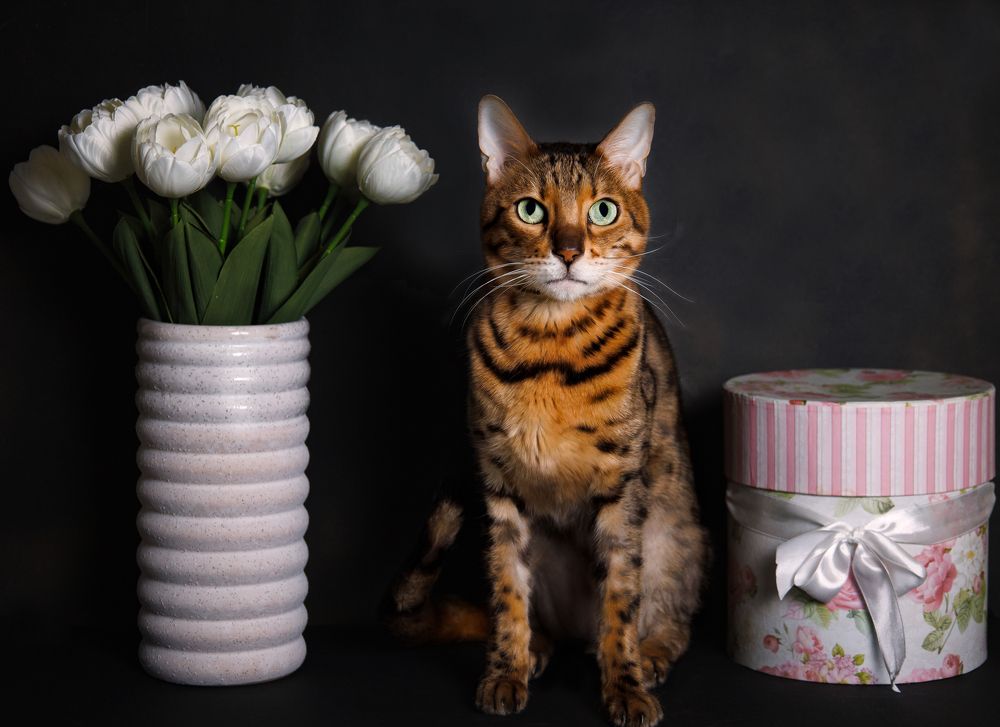 Photograph by Kucera Vince