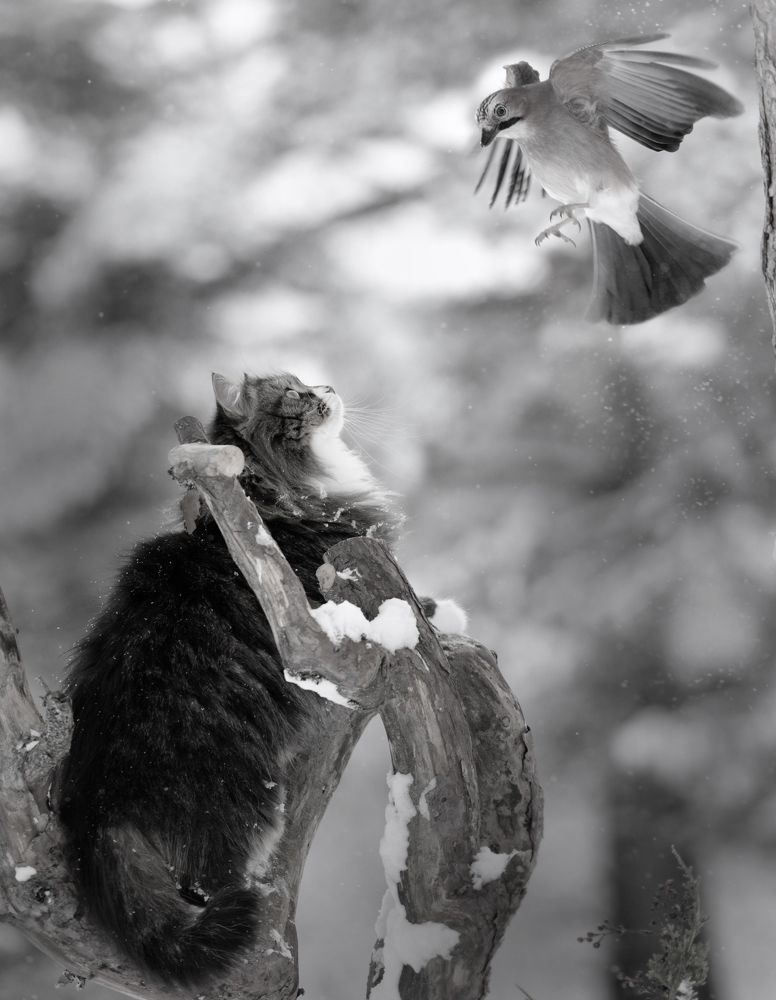 Photograph by Алексей Тихонов