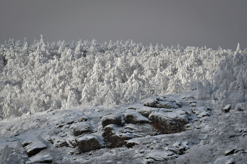 Фотография автора Алла Кожевникова