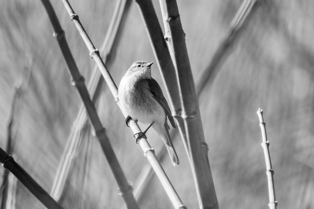 Photograph by sadegh alavi