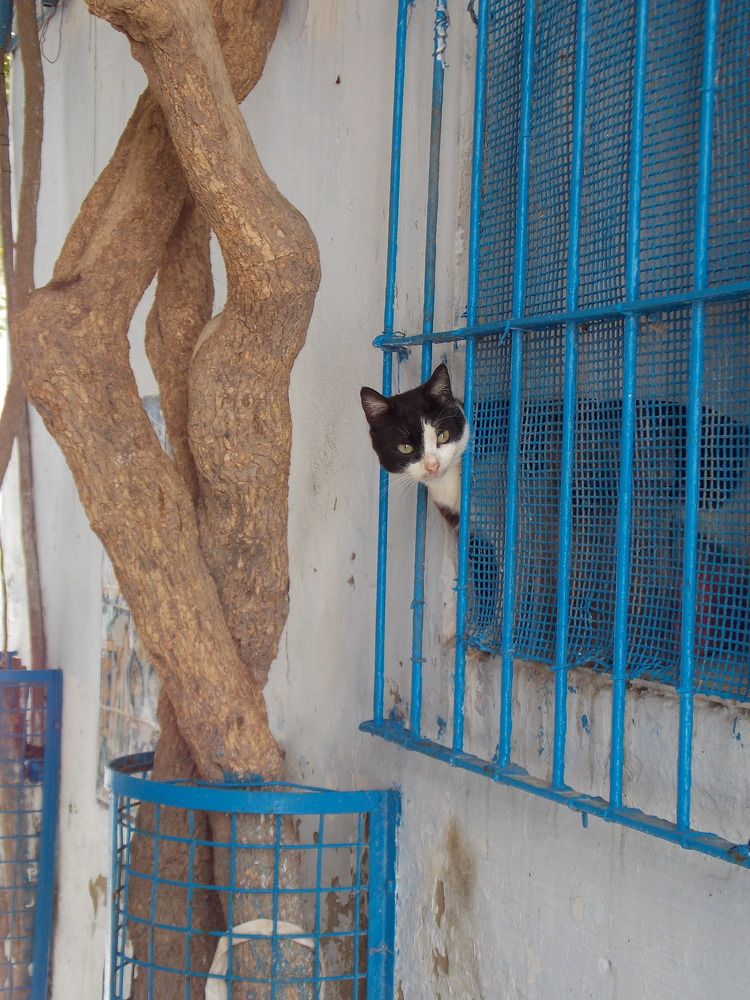 Фотография автора fatma mostaisser