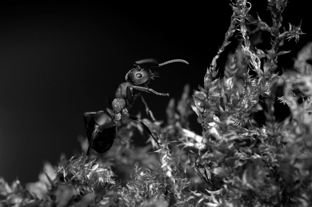 Восхождение