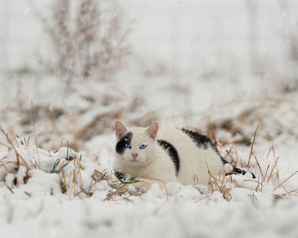 Photograph by Angie Perisse