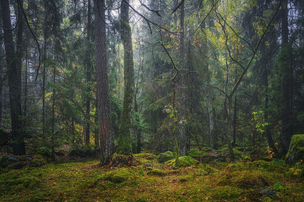 Photograph by Андрей Ожерельев