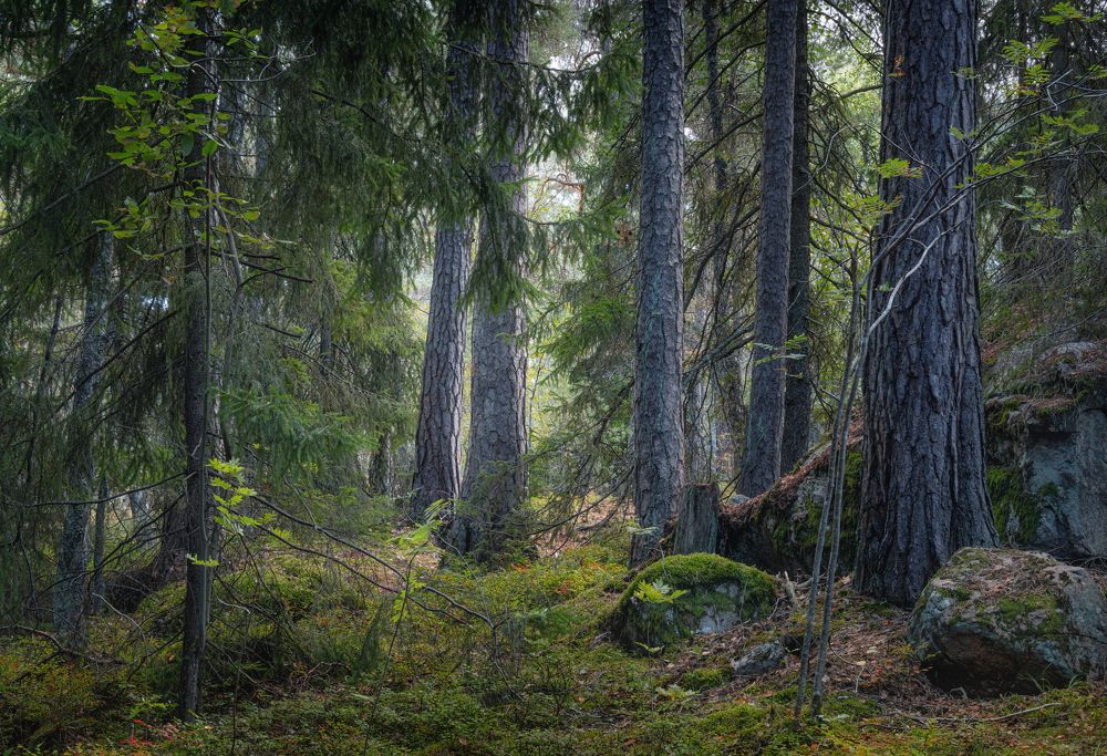 Photograph by Андрей Ожерельев