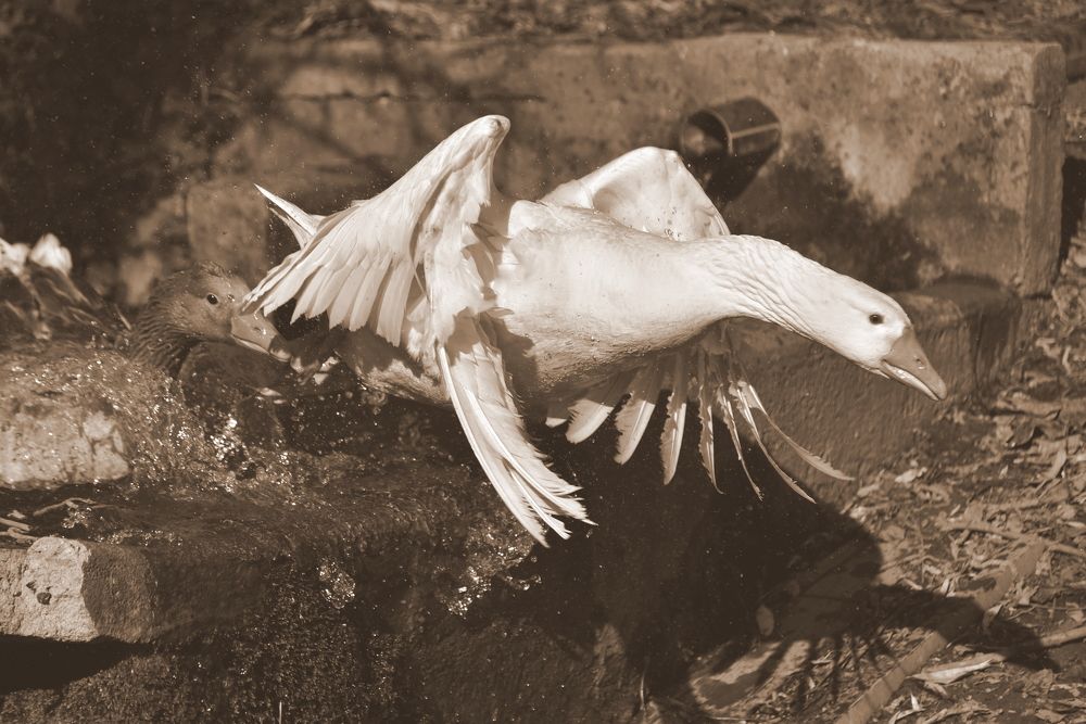 Photograph by Светлана Ивановна