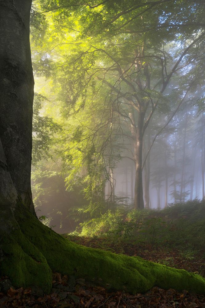 Photograph by Piroska Padar