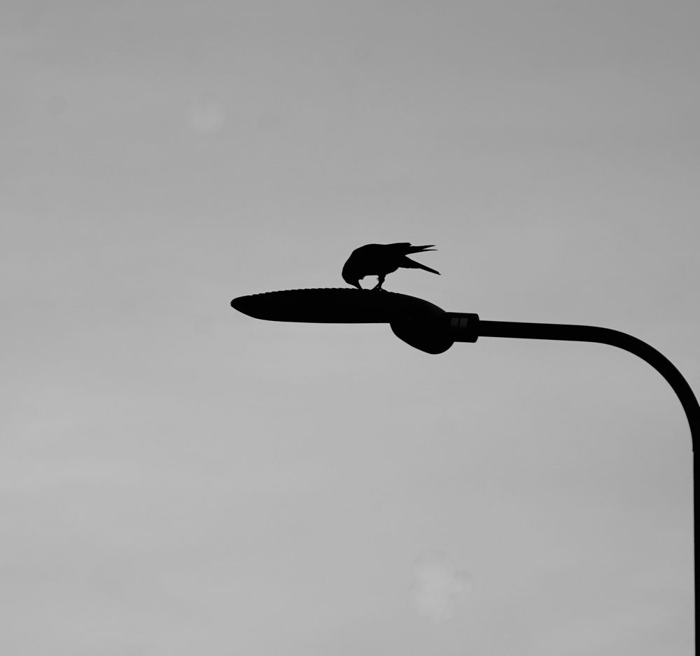 Photograph by Toomas Tõnisalu