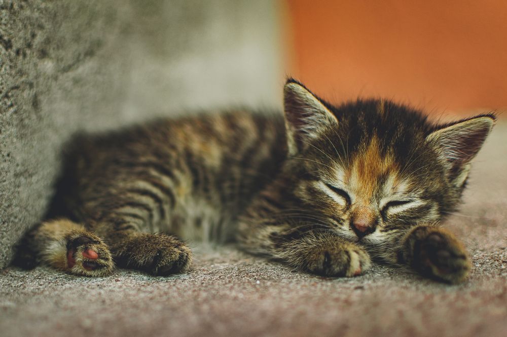 Photograph by Kamil Stępień