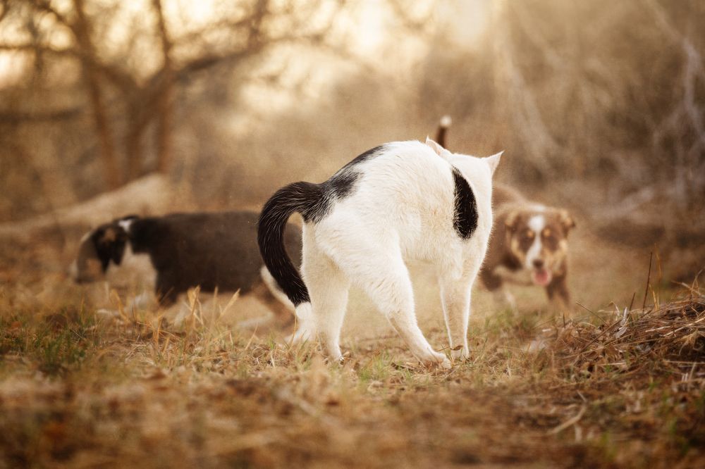 Photograph by Angie Perisse