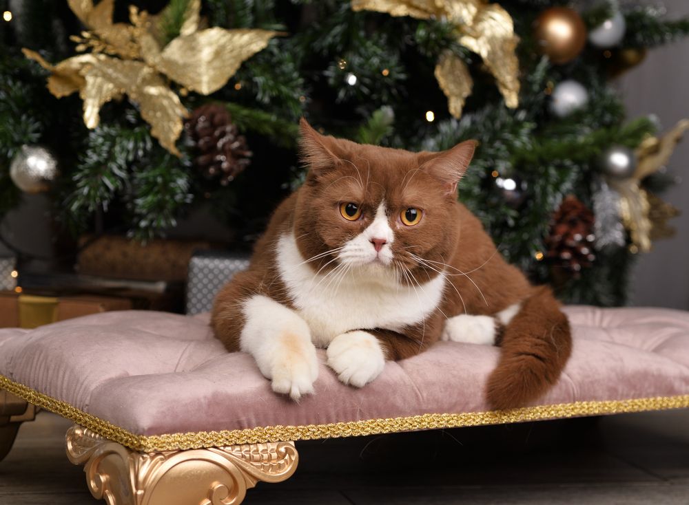 Photograph by Максим Мицун