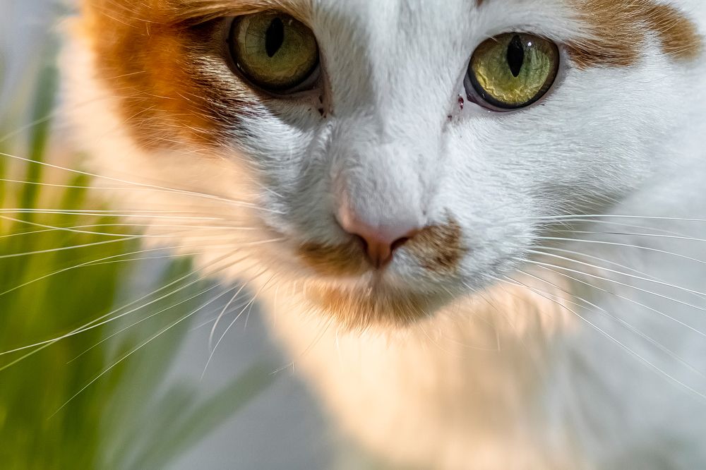 Photograph by Алексей Чеботарев