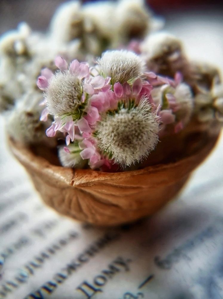 Photograph by Светлана Шелухеева