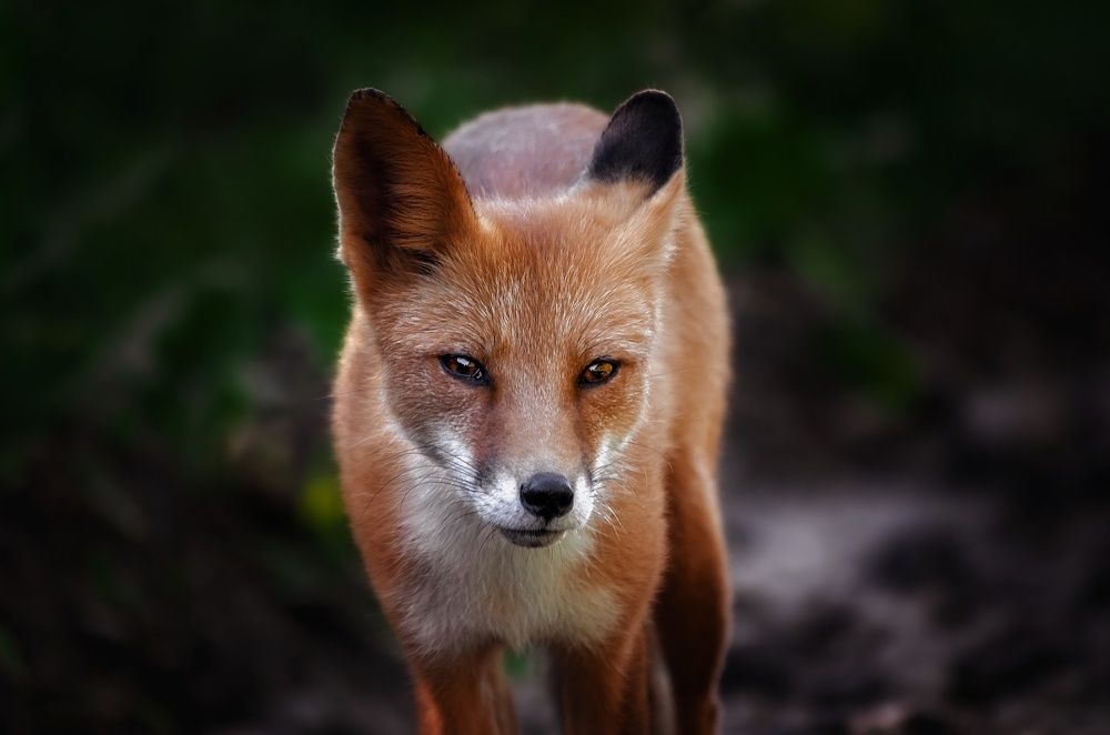 Photograph by Вероника Ливанова