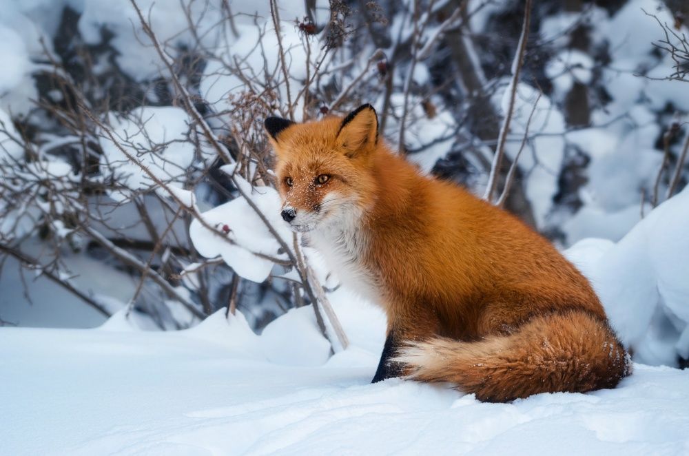 Photograph by Вероника Ливанова