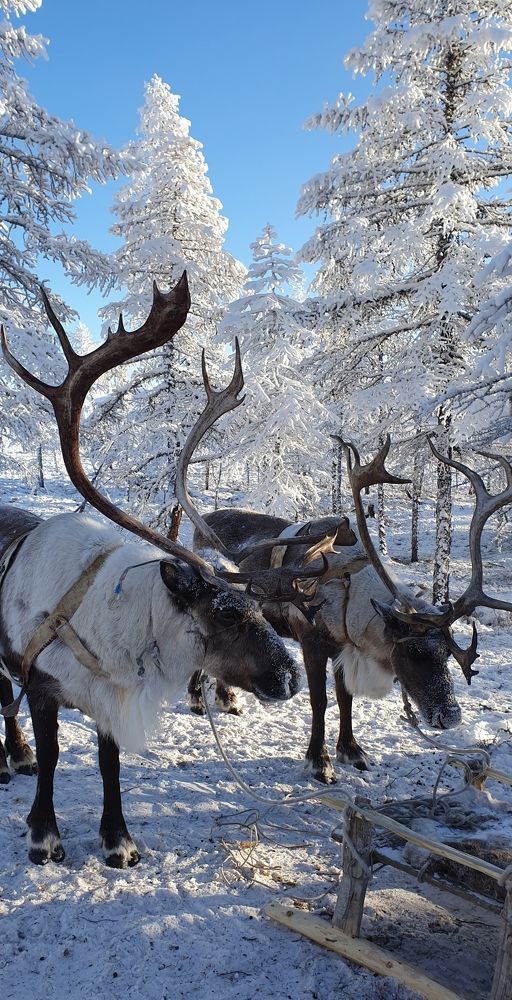 Полюс холода.