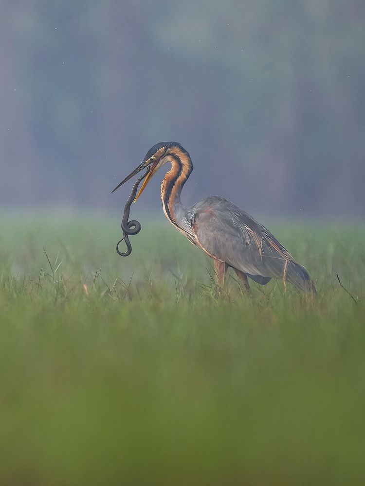 Photograph by Ritam Biswas