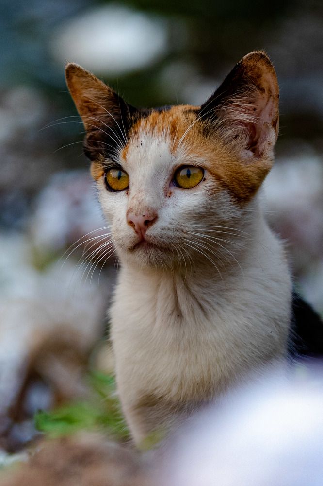 Photograph by Zinda Shaik Mohideen M