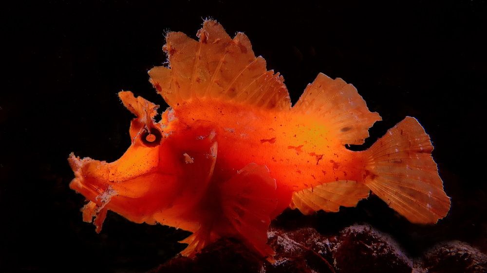 Фотография автора Владимир Чубенко