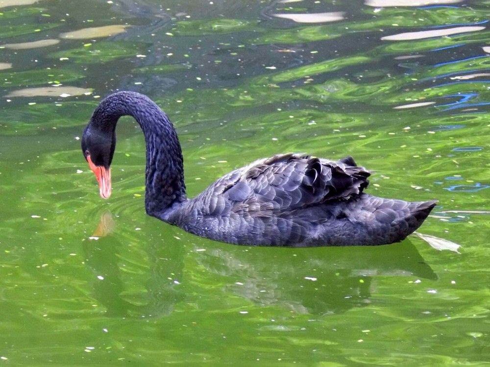 Black swain drank water in the pool