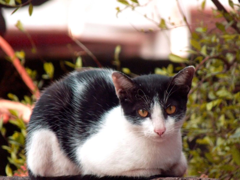 Enjoy the cat