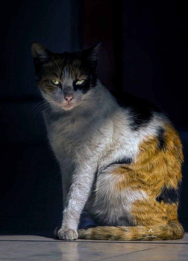 Photograph by Zaheer Abbas