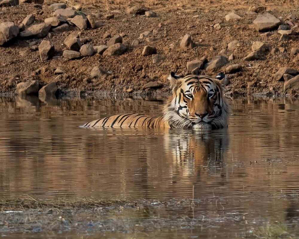 Photograph by tapas acharya