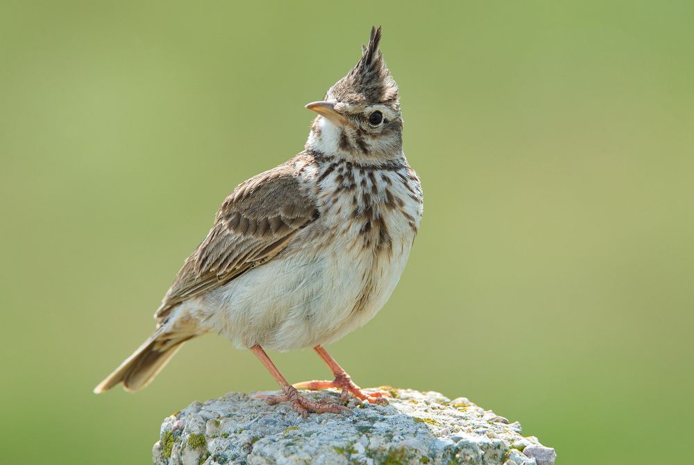 Хохлатый жаворонок
