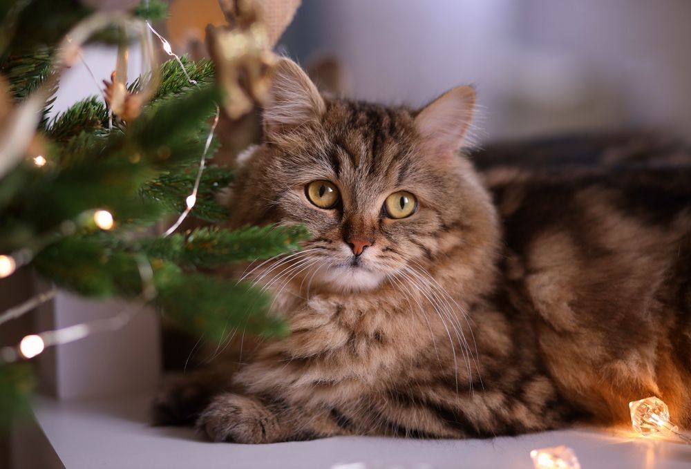 Photograph by Белевцева Инна Белевцева