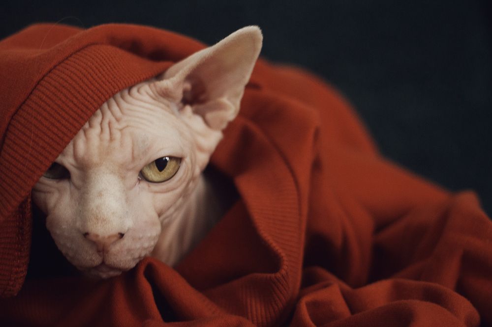 Photograph by Anna Medvedeva