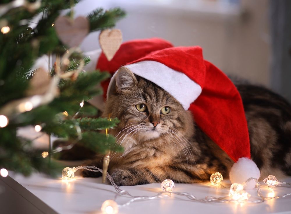 Photograph by Белевцева Инна Белевцева