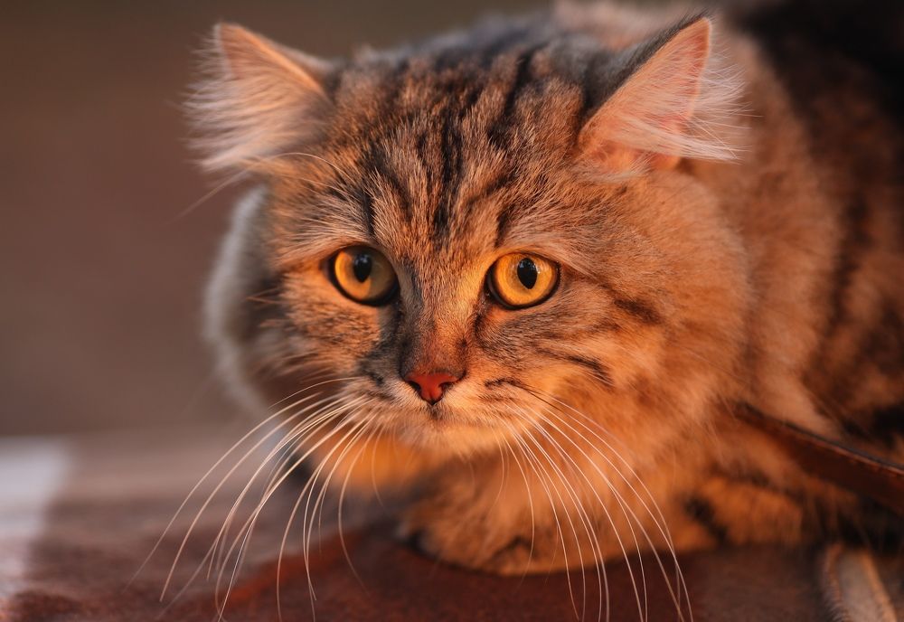 Photograph by Белевцева Инна Белевцева