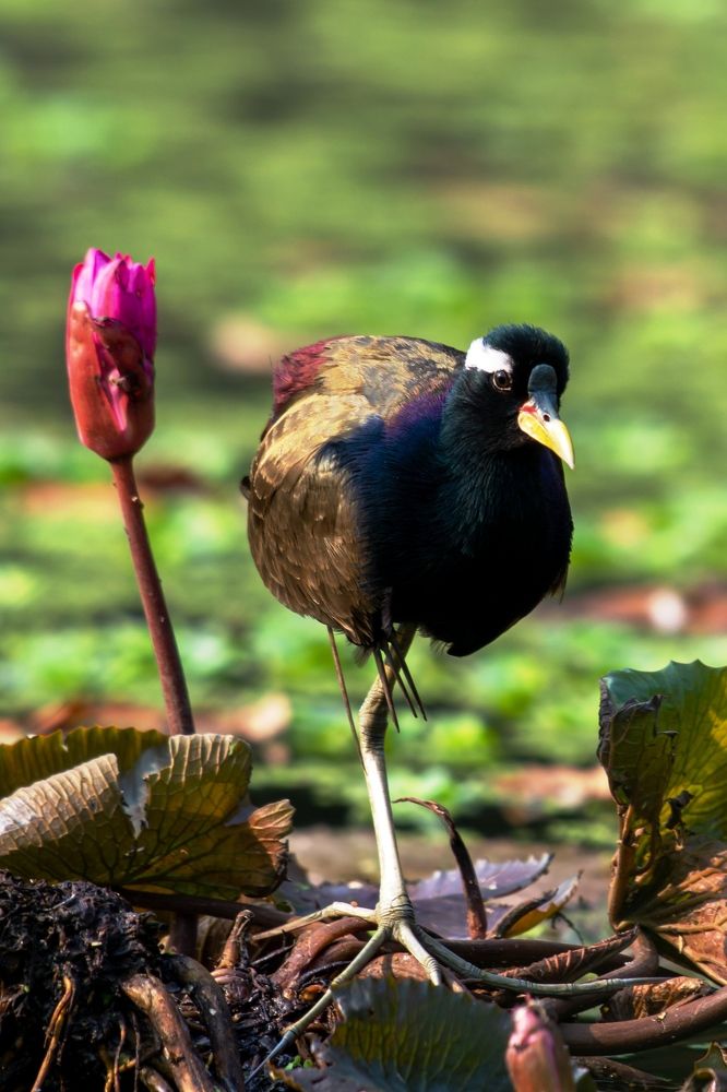 Photograph by Shiv Kumar Gupta