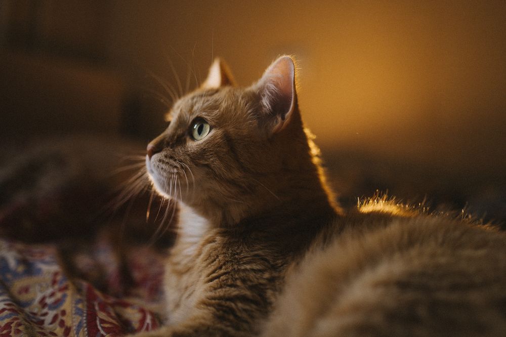 Photograph by Елена Козлова