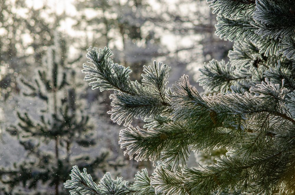 Photograph by Сергей Горбунов