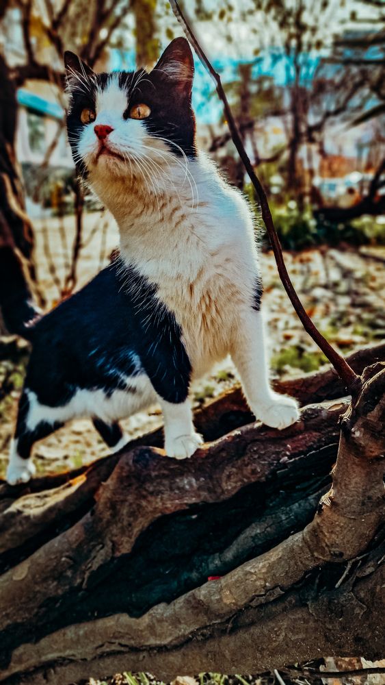 Фотография автора Всеволод Юрша