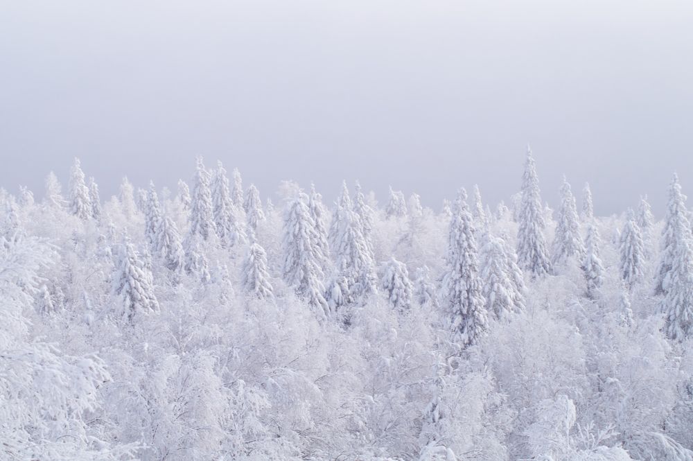 Photograph by Анастасия Пельменёва