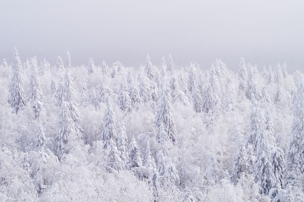 Photograph by Анастасия Пельменёва