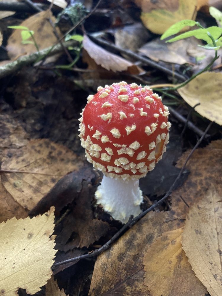 Photograph by Аркадий Каллистов