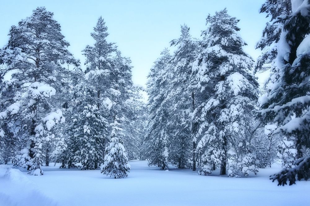 Фотография автора Виктория Шаманова