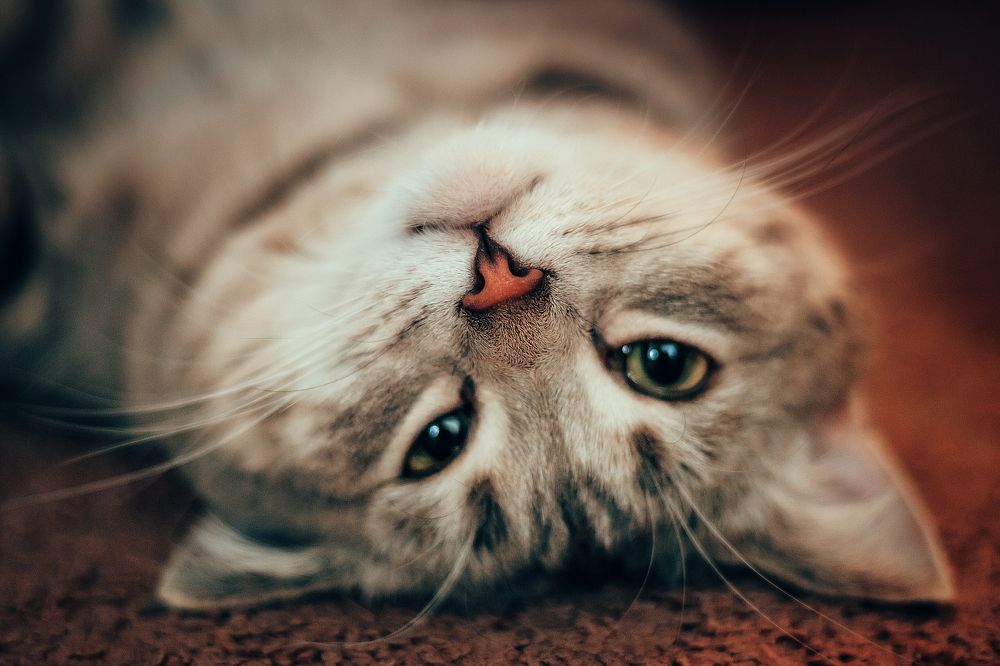 Photograph by Анастасия Макеева