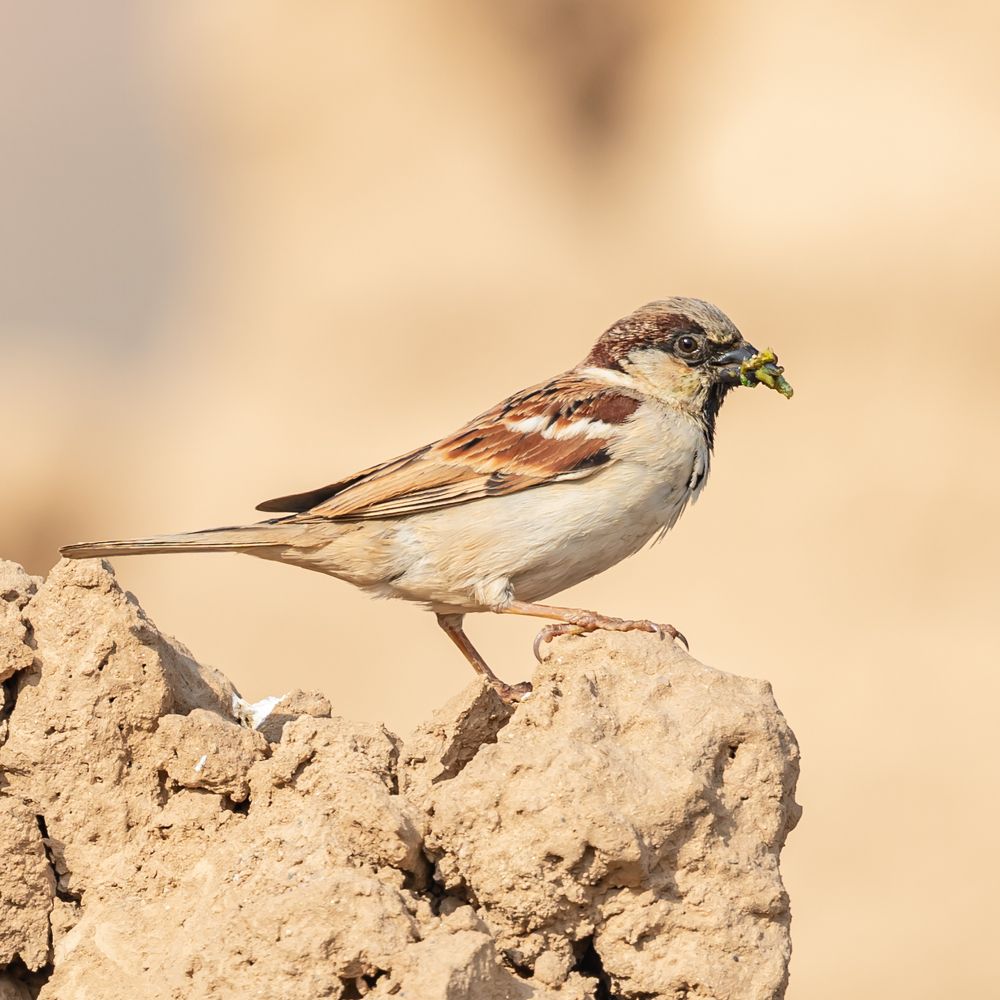 Photograph by MOHAMED NASSER