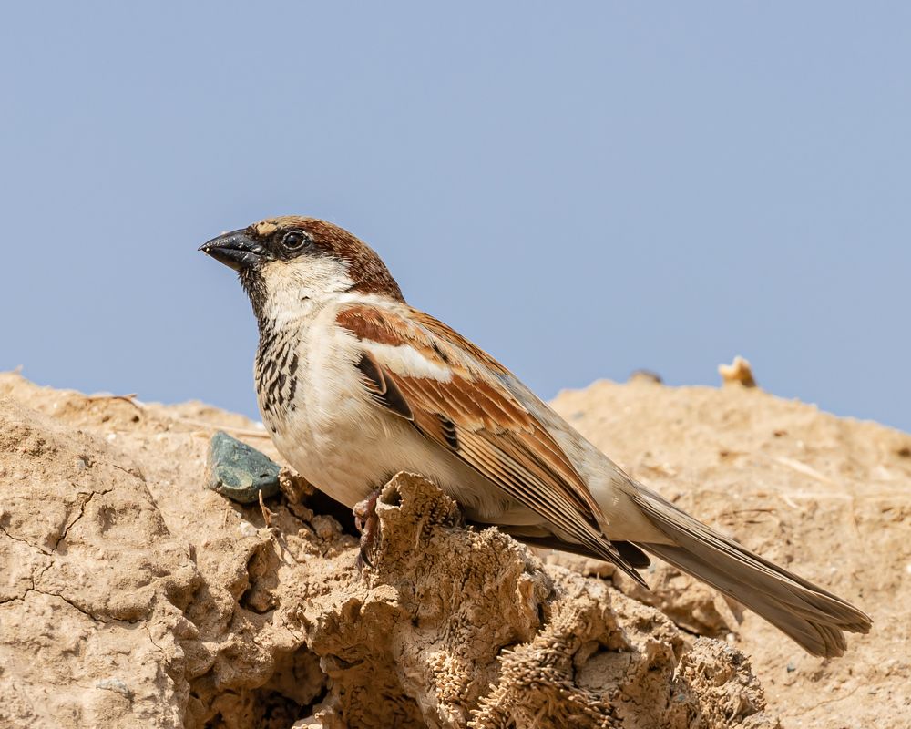 Photograph by MOHAMED NASSER