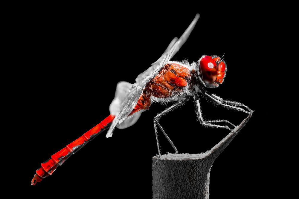 Попрыгунья-стрекоза (The jumping dragonfly)