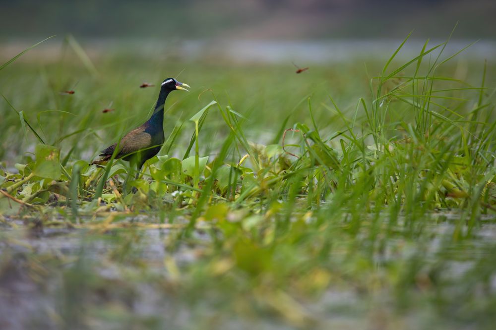 Photograph by Rohan Bhattacharjee