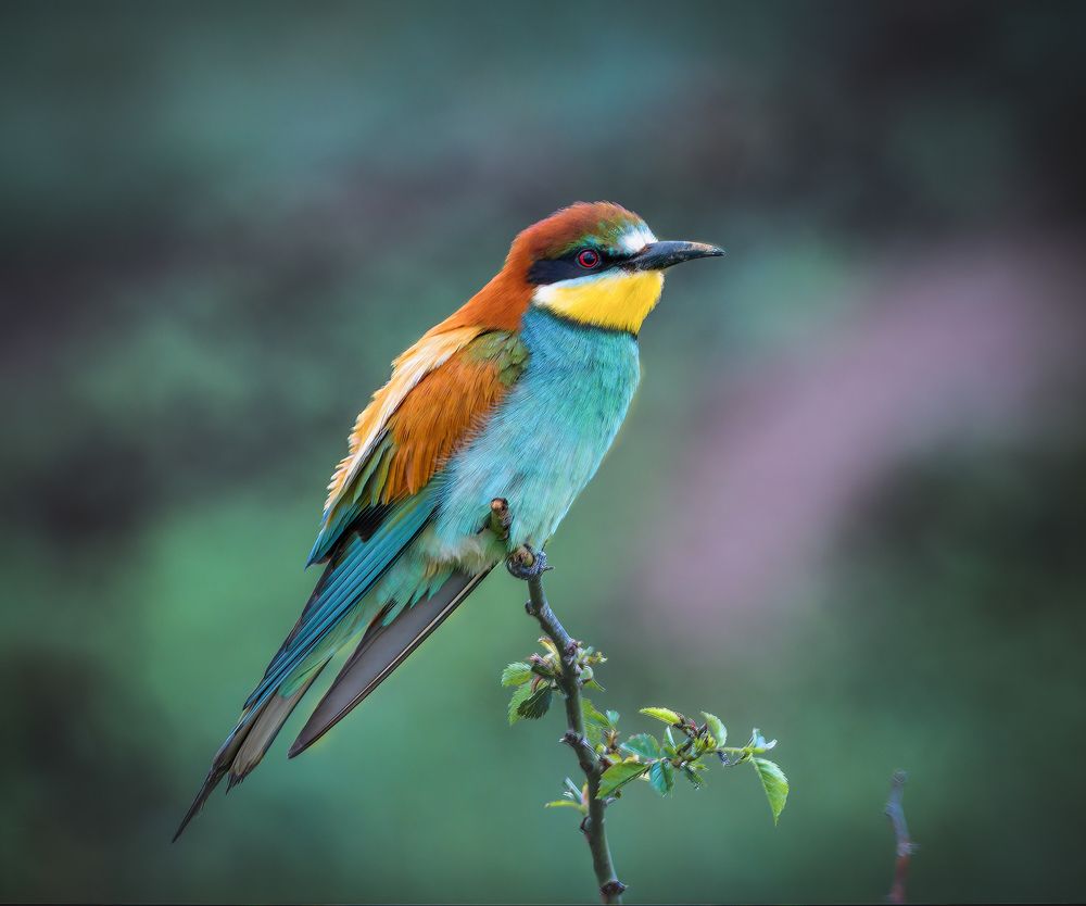 Bee eater