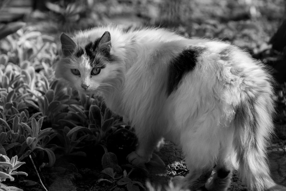 Photograph by Кристина Присакарь