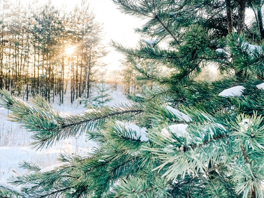 Photograph by Галина Шарапова